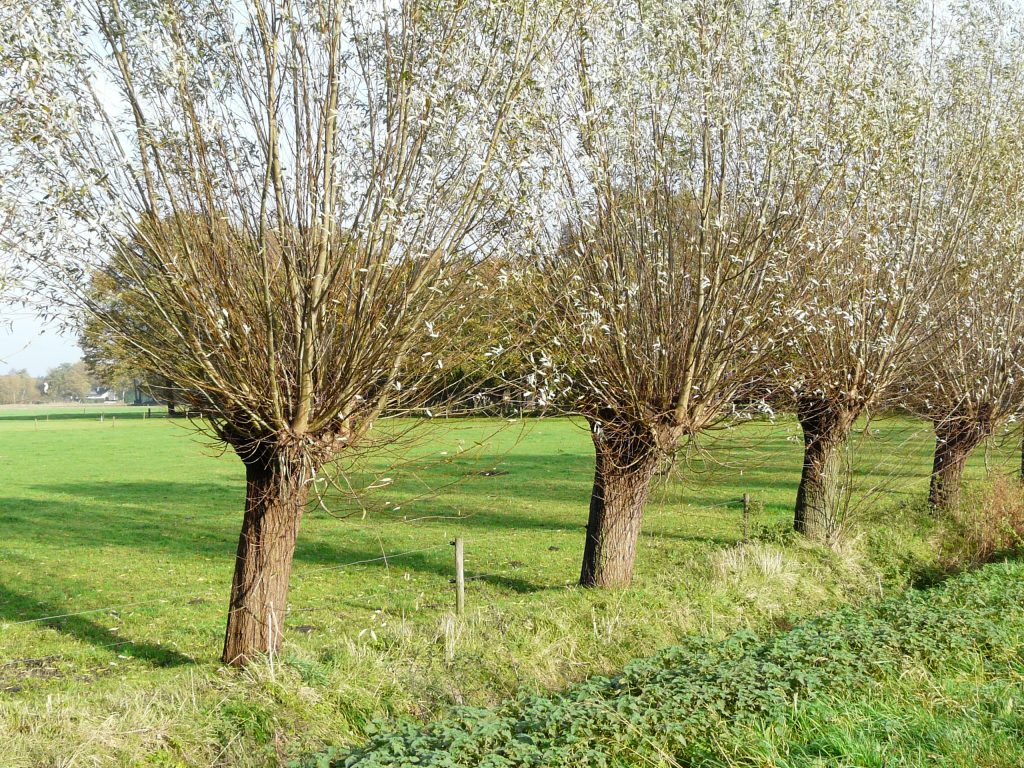 Beheerpakketten landschapselementen